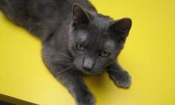 Domestic Short Hair - Gray - Emilio - Medium - Adult - Male
Want a cat that's more like a dog?! I walk on a leash! I LOVE people. I like DOGS and KIDS! I'm very playful. I'm very, very cuddly ? totally a lap cat. I want to be where you are. See more