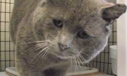 Domestic Short Hair - Gray - Gordon - Medium - Adult - Male
Gordon is one of our largest cats, and has a big lovable personality. He was originally found as a stray, and was all scratched up on his face. He is ~5 years old, and is such a handsome cat. We