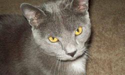 Domestic Short Hair - Gray - Jewelz - Medium - Adult - Male
Jewelz is a friendly declawed male kitty, about 1 1/2 yrs old, in need of a new home. He loves to help with the computer too! Please contact Patricia at 315-378-8311 for more info on Jewelz.