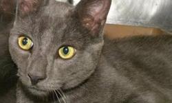 Domestic Short Hair - Gray - Larry - Medium - Young - Male - Cat
Hi, my name is Larry! I'm a very cute, 8 month old, neutered male, gray kitty. I'm mellow and affectionate and I get along well with other cats. I'm such a sweetie, so take me home with