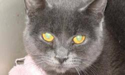 Domestic Short Hair - Gray - Lexie - Small - Young - Female
Lexie was born approx. January 2011. She was spayed, vaccinated, wormed and tested negative for FIV/FeLV on 1/23/13. She is very sweet but, shy. Lexie would benefit from an adopter who has