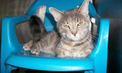 Domestic Short Hair - Gray - Mara - Medium - Young - Female
I'm Mara and I am a very shy girl. It takes me a while to trust you. I have been at the shelter for a couple of years now and really need a quiet loving home to call my own. I don't really like