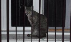 Domestic Short Hair - Gray - Melinda - Medium - Young - Female
"No way," MELINDA insists. "I did not do something so bad I ended up in jail. Even though that's what the picture looks like.. I'm a very sweet, good girl." In fact, Melinda's only crime was