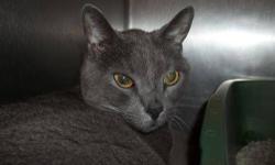 Domestic Short Hair - Gray - Mr. Meagi - Medium - Senior - Male
This gentle soul needs to be the center of attention. He loves to burrow.
CHARACTERISTICS:
Breed: Domestic Short Hair-gray
Size: Medium
Petfinder ID: 23154401
ADDITIONAL INFO:
Pet has been