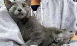 Domestic Short Hair - Gray - Percy - Pirate Russian Blue Kitten!
Percy is a 'Hurricane Sandy Cat'! One of our volunteers rescued him as a kitten from a high kill shelter. He is now 16 weeks old.
We think he is part Russian Blue, because of his gorgeous