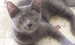 Domestic Short Hair - Gray - Squirt - Medium - Young - Male
Squirt was found abandoned at my home. He is a very outgoing playful little guy that loves everyone he meets. Gets along great with other cats, and would get along in any home. Loves attention