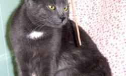 Domestic Short Hair - Gray - Suede - Medium - Young - Male - Cat
Suede's fur is very soft and silky. He is all gray and very handsome. He loves to be held. Our cats are up-to-date on shots. They've been given flea and worm treatments. They've tested