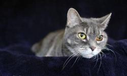 Domestic Short Hair - Gray - Taco - Large - Senior - Female
Taco is a very sweet and loving 10 year old female
CHARACTERISTICS:
Breed: Domestic Short Hair-gray
Size: Large
Petfinder ID: 25274598
ADDITIONAL INFO:
Pet has been spayed/neutered
CONTACT: