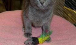 Domestic Short Hair - Gray - Topaz - Medium - Baby - Male - Cat
Who could resist this face? As you can see, little TOPAZ is very people oriented, loves attention and being cuddled. He and his sister SAPPHIRE were raised in a home, are extremely well