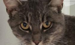 Domestic Short Hair - Grayson - Large - Adult - Male - Cat
I am a big handsome boy who loves to be petted and have attention. I am a clean kitty and get along well with other cats. I am a little shy at first because I was abandoned by my previous family