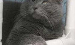 Domestic Short Hair - Grey Grey - Medium - Adult - Male - Cat
CHARACTERISTICS:
Breed: Domestic Short Hair
Size: Medium
Petfinder ID: 25183240
ADDITIONAL INFO:
Pet has been spayed/neutered
CONTACT:
Chemung County Humane Society and SPCA | Elmira, NY |