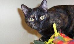 Domestic Short Hair - Harmony - Medium - Young - Female - Cat
Harmony is a sweet and friendly teenager looking for her forever home. Please contact Barb at 315-343-2959 for info on adopting.
CHARACTERISTICS:
Breed: Domestic Short Hair
Size: Medium