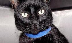 Domestic Short Hair - Hayworth - Medium - Adult - Male - Cat
Hayworth is a handsome kitty in a sleek black fur coat with a few stray white hairs scattered here and there. And he has those big paws with extra toes to keep him anchored. Hayworth was brought