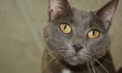 Domestic Short Hair - Helen - Medium - Senior - Female - Cat
Helen is a grey girl. She's a little she with people, but loves other cats and once she gets playing, she warms up. Would love to see her in a house with other cats.
CHARACTERISTICS:
Breed:
