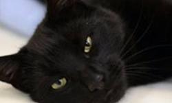 Domestic Short Hair - Henry - Medium - Young - Male - Cat
MYM Feline-ality: Secret Admirer When it comes to relationships, I'm very level-headed. I don't leap in paws first, if you know what I mean. But give me a little time, and then I'll shower you with