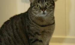 Domestic Short Hair - Hilda - Large - Adult - Female - Cat
CHARACTERISTICS:
Breed: Domestic Short Hair
Size: Large
Petfinder ID: 26271949
ADDITIONAL INFO:
Pet has been spayed/neutered
CONTACT:
Elmira Animal Shelter | Elmira, NY | 607-737-5767
For