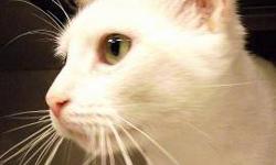 Domestic Short Hair - Hilda - Medium - Adult - Female - Cat
Hilda is an all white kitty with pretty green eyes. Hilda was originally brought into the shelter because her previous owner thought she was ill, but all Hilda needed was some extra TLC and she