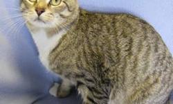 Domestic Short Hair - Hobo Joe - Medium - Adult - Male - Cat
General Information
Reason for surrender: Found as stray. Length of time with previous owner: 6 months The cat has been vaccinated against: Rabies Distemper The cat has tested negative for