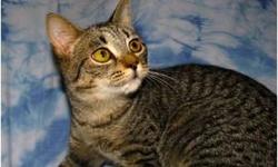 Domestic Short Hair - Holly - Small - Baby - Female - Cat
Shelter hours are: Tuesday - Friday from 10am-12pm and 4-7pm and Saturdays from 10am-5pm. We are closed Sundays and Mondays. Please call 315-376-8349 for additional information. Our address is: