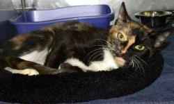 Domestic Short Hair - Ienna - Medium - Adult - Female - Cat
Hi, my name is Ienna! I'm a beautiful, 2 year old, spayed female, calico cat. I'm friendly and flirtatious and I purr like crazy when I get petted. I'm such a sweetie, so take me home with you!