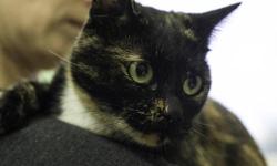 Domestic Short Hair - Iris - Medium - Adult - Female - Cat
Iris is a beautiful tortoiseshell. She's a very friendly girl who's looking for a great home to go to where she can be cuddled. She's allowed to roam free in the cat room - come meet Iris today!