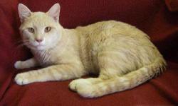 Domestic Short Hair - Irwin - Medium - Adult - Male - Cat
My name is Irwin and I came to the shelter as a stray in August 2012. I am a 2 year old male. I love to be around people!
Adoption Process: HAHS has an adoption application that you can fill out if
