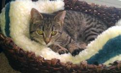 Domestic Short Hair - Ivy - Medium - Young - Female - Cat
Blue Ivy is a 1 yr old female with the dramatic markings of a jungle cat- lots of dots and dashes. But her only prey are cat toys, especially feathers and golf balls. She is shy at first but she