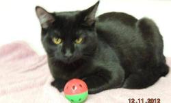 Domestic Short Hair - Jade - Medium - Baby - Female - Cat
Jade is a beautiful, but super shy, little girl. Jade would be in her element chasing mice or insects or relaxing in a nice warm bed in the sun. Jade is just waiting for someone willing to give her
