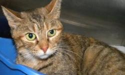 Domestic Short Hair - Jaden - Medium - Adult - Female - Cat
Hi, my name is Jaden! I'm a gorgeous, 2 year old, spayed female, brown tiger kitty. I have the prettiest green eyes you've ever seen! I'm sweet and affectionate and I roll around and purr when I