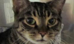 Domestic Short Hair - Jake - Medium - Adult - Male - Cat
I am a very friendly boy who was surrendered by his previous family due to serious health issues. I have no teeth and need to have an all canned food diet. I love to be petted and have attention.
