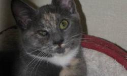 Domestic Short Hair - Jasmine - Small - Baby - Female - Cat
Jasmine is our 8 month old domestic short hair mix........stop by the shelter and spend time with her to see if she is the right match for you.
Jasmine will thrive in a forever home and be your