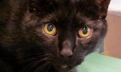 Domestic Short Hair - Jasper - Large - Senior - Male - Cat
CHARACTERISTICS:
Breed: Domestic Short Hair
Size: Large
Petfinder ID: 25126575
ADDITIONAL INFO:
Pet has been spayed/neutered
CONTACT:
Lollypop Farm, Humane Society of Greater Rochester | Fairport,