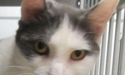 Domestic Short Hair - Jazz - Medium - Adult - Female - Cat
I am a 1 year old very friendly and affectionate girl who loves to be petted and have attention. I am a clean kitty and get along with other nice cats although I would love to have a home and