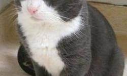 Domestic Short Hair - Jean Luc - Large - Adult - Male - Cat
Hi, my name is Jean Luc. I was dumped at the front door of Mid Hudson Animal Aid by a mean man. I have had a hard life, but I am really friendly. I get along great with all people, and I enjoy a