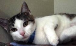 Domestic Short Hair - Jenny - Medium - Adult - Female - Cat
Adoption Process: HAHS has an adoption application that you can fill out if you are interested in one of our animals. Once we receive the application we review and contact veterinary and personal