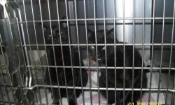 Domestic Short Hair - Jerry - Medium - Adult - Female - Cat
Jordan & Jerry came in as feral adults, you could only imagine their terror. They have now been spayed and received their vaccines. We've kept them over the winter with the intentions of