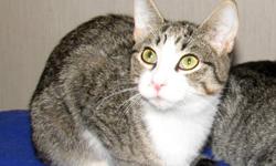 Domestic Short Hair - Jerry - Medium - Adult - Male - Cat
Jerry is a sweet quiet guy. He's friendly and looking for a home with someone he can connect with, heart and soul. He loves other cats and friendly dogs. Never lived with small children, he might