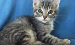 Domestic Short Hair - Jersey - Medium - Baby - Male - Cat
Adoption Process: HAHS has an adoption application that you can fill out if you are interested in one of our animals. Once we receive the application we review and contact veterinary and personal
