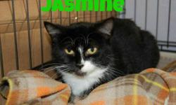 Domestic Short Hair - Jett - Medium - Young - Female - Cat
My name is Jett and I came to the shelter as a stray in September 2012. I am an 8 month old female. I am a very playful girl!
Adoption Process: HAHS has an adoption application that you can fill