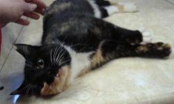 Domestic Short Hair - Jilian - Medium - Young - Female - Cat
Jilian is a cat with a jaw deformity. We are unsure if she was born with it or happened afterwords. This does not affect her in anyway. She acts like a normal cat and eats just fine!
