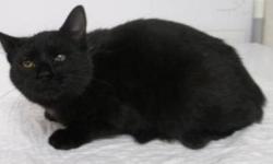 Domestic Short Hair - Jojo - Medium - Young - Female - Cat
JoJo had been at the shelter for a very long time almost a year. She is well socialized now and loves to come out of her cage and explore. She is spayed and up to date on her shots. If you would