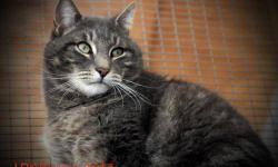 Domestic Short Hair - Jonas - Medium - Adult - Male - Cat
This BIG handsome guy is a giant love! Shelter hours are: Tuesday - Friday from 10am-12pm and 4-7pm and Saturdays from 10am-5pm. We are closed Sundays and Mondays. Please call 315-376-8349 for