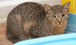 Domestic Short Hair - Josh - Small - Young - Male - Cat
Josh is our 2 year old domestic short hair mix....Stop by the shelter and spend time with him to see if he is the right match for you.
Josh will thrive in his forever home and be your faithful
