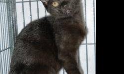 Domestic Short Hair - Julio - Medium - Baby - Male - Cat
CHARACTERISTICS:
Breed: Domestic Short Hair
Size: Medium
Petfinder ID: 24355681
ADDITIONAL INFO:
Pet has been spayed/neutered
CONTACT:
Chemung County Humane Society and SPCA | Elmira, NY |