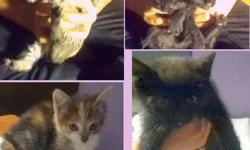 Domestic Short Hair - Kathy's Kittens - Medium - Baby - Male
A basketfull of love! So many sweeties rescued from a colony left behind by a former owner. All these kittens are friendly and in need of homes. Mix and match!
See these kitties and others at