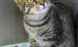 Domestic Short Hair - Katia - Medium - Baby - Female - Cat
Adoption Process: HAHS has an adoption application that you can fill out if you are interested in one of our animals. Once we receive the application we review and contact veterinary and personal