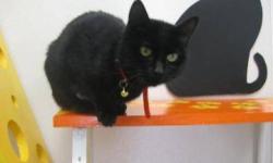 Domestic Short Hair - Katie - Medium - Adult - Female - Cat
Katie came to PHS with a litter of kittens in November 2012. She was a very good mother to her 3 kittens and even took on a litter of 2 orphaned kittens! Katie watched her kittens get adopted and