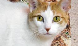 Domestic Short Hair - Katie - Small - Adult - Female - Cat
Katie is our 3 year old Domestic Short Hair mix...stop by the shelter and spend time with her to see if she is the right match for you.Katie will thrive in a forever home and be your faithful