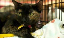 Domestic Short Hair - Kayla - Small - Adult - Female - Cat
About Kayla: Shy and sweet, I believe this mellow kitty will really thrive living as the only cat in the household or with another very mellow cat. Well behaved, she always used her cat scratcher