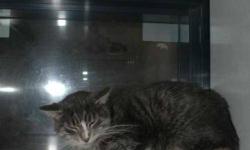 Domestic Short Hair - Kaylee - Medium - Adult - Female - Cat
This lovely lady has been waiting since January for a home of her own! Kaylee was brought to the shelter because her family moved to a place that did not allow pets. While Kaylee was a bit